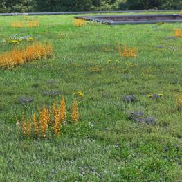 Extensive green roof